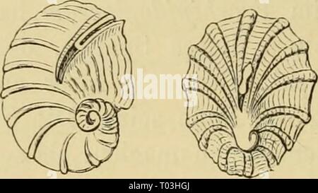 Dr. H.G. Bronn von Klassen und Ordnungen des Thier-Reichs: wissenschaftlich dargestellt in Wort und Bild. drhgbronnsklasse 0302 bron Jahr: 1896 Stockfoto