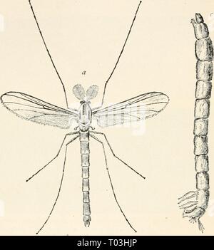 Elementare Entomologie. elementaryentomo 00 sand Jahr: [1912] 224 elementare Entomologie in Richtung riddance von Moskitos in dicht besiedelten com-Gemeinden durch die Zerstörung ihrer Brutplätze durch Entleeren oder Befüllen des Pools und die Beölung der Oberfläche von kleinen Teichen, regentonnen, etc. Zuckmücken (Chironomidae). Viele dieser Blick viel wie Mücken, die Männchen in der Plumose Antennen und von etwa der gleichen Größe, aber die Flügel - Venen einfacher und weniger in &Lt;ftit^-: • * 3 tif' £' * $' gewinnen^- fej 'w7m Bild. 353. Eine midge (Chironomus sp.) - (stark vergrößert) &Lt;7, erwachsene männliche; b Stockfoto