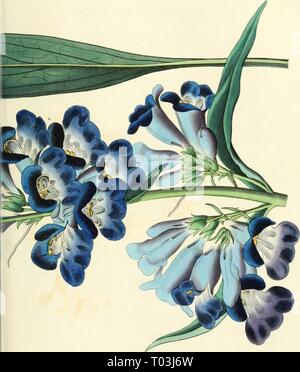 Edwards' botanische registrieren, oder, ornamentalen Blumen - Garten und Gebüsch. . Edwardsbotanical 15 edwa Jahr: 1829-1847 Stockfoto