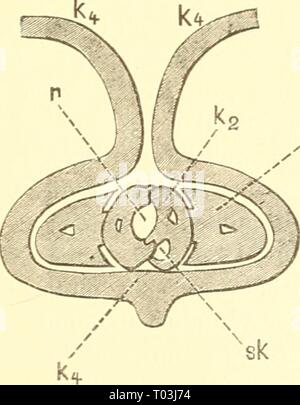 Einführung in die Kenntnis der Kämpfen. einfhrungindie 00 kolb Jahr: [1889]-1893 Das Saugorgan der Wanzen (Rhynchota). 223 Schnitt dargestellt. Liaben Unterkiefer innen einen mittleren Vor Sterben - gewölbt, so dass ein Doppelrolir (r und Sk) entstanden ist; der obere Kanal (R) ist der Speise-, der untere (sk) der Speichel - Bande. Sterben diesen Saugapparat umschliessende röhr-J-förmige Unterlippe (Abb. 139 K 4, 141 k4) ist nur oberseits am Grunde offen und hier von der Oberlippe (Abb. 1401, 1421) bedeckt. Kiefer- und Lippentaster fehlen. Der Rüssel ist das Drei-oder Viergliedrig. Die Mandibeln und Maxille Stockfoto