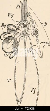 Elementare Lehrbuch der Zoologie, tr Stockfoto