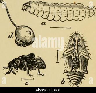 Ökonomische Entomologie für den Landwirt und der Obstbauer, und für die Verwendung als Text-Buch in der landwirtschaftlichen Schulen und Hochschulen;. economicentomol 00 smit Jahr: 1906 das Insekt der Welt. 233 Abb. 240. Pflaume - curculio, Conotrachelits iinnt-Phar-A, Larve, Puppe; b; r, erwachsene; (/, Käfer bei der Arbeit auf einem Jungen]) Lum, show-ing ein Halbmond markieren. Blätter von Pflaume, Pfirsich, Aprikose, Kirsche, Apfel und Birne. Wenn die Frucht gesetzt hat und von der Größe eines Marmor geworden, das Insekt ist ein halbmond-förmigen Schlitz, erhebt eine kleine flaj) aus der sur-Rundung Gewebe und in diesem Es legt ein Q^ &Lt;g. Letztere Luken in einem Stockfoto