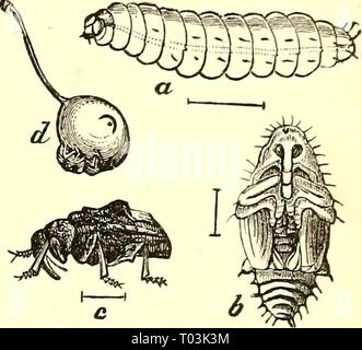 Ökonomische Entomologie für den Landwirt und Winzer [microform]: und für die Verwendung als Text-Buch in der landwirtschaftlichen Schulen und Colleges. economicentomolo 00 insmit Jahr: 1896 das Insekt der Welt. 233 Abb. 240. Pflaume - curculio, Conotrachelus nenu-Phar-A, Larve, Puppe; b; c; d, Käfer an der Arbeit über eine junge Pflaume, show-ing ein Halbmond markieren. Blätter von Pflaume, Pfirsich, Aprikose, Kirsche, Apfel und Birne. Wenn die Frucht gesetzt hat und von der Größe eines Marmor geworden, das Insekt ist ein halbmond-förmigen Schlitz, erhebt eine kleine Klappe aus der sur-Rundung Gewebe und in diesem Es legt ein&' g. Letztere Luken in einem Stockfoto