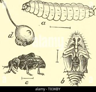 Ökonomische Entomologie für den Landwirt und der Obstbauer, und für die Verwendung als Text-Buch in der landwirtschaftlichen Schulen und Hochschulen;. economicentomolo 00 smit Jahr: 1906 das Insekt Welt. n^3 Abb. 240. Pflaume - curculio, iirini Cotiotraclir/ns-Phar-A, Larve, Puppe; 3; c, Erwachsener; Luni, show-ing ein Halbmond markieren. Blätter von Pflaume, Pfirsich, Aprikose, Kirsche, Apfel und Birne. Wenn die Frucht gesetzt hat und von der Größe eines Marmor geworden, das Insekt ist ein halbmond-förmigen Schlitz, erhebt eine kleine Klappe aus der sur-Rundung Gewebe und in diesem Es legt ein^' g. Letztere Luken in ein paar Tagen, aber die weißlichen, grub-lik Stockfoto