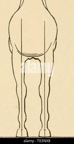 Elementare Landwirtschaft. elementaryagricu 01 nida Jahr: 1917 242 ELEMENTARE LANDWIRTSCHAFT 4. (A) eine Studie der Pferde des Nachbarn - Haube, (b) Wie viele Auf jedem Bauernhof? (C) Welche Rasse? (D) Wie viele Bauern Pferde aus blooded Lager haben? (E) zeigen, was die Steigerung der Gewinne aus der Zucht von reinrassigen Bullen über grade Vererber werden könnten, (f) Machen Sie eine Liste der häufigsten Mängel der Pferde, (g) Watch für Sie entlang der Straße. 5. Die Zahl der Pferde beobachten, um zu sehen, ob sie richtig Beine geformt haben. Notieren Sie die richtige Form in der Illus trations-unten. Stockfoto