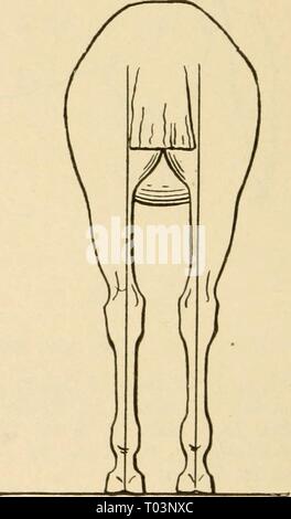 Elementare Landwirtschaft. elementaryagricu 01 nida Jahr: 1917 Abb. 117. Vordere Beine Abb. 118. Hinterbeine 6. Wenn ein Pferd konstanter Zugkraft 1/10 seines Gewichts, was ist die gleichmäßige Durchzugskraft eines Teams wiegen - ing 2.800 lbs? 7. Der Entwurf eines beladenen Wagen variiert mit der Dif- Stockfoto