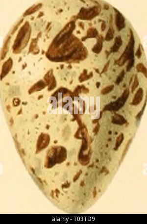 Eier der Britischen Vögel, mit Ihrer Zucht-Gewohnheiten. Limicolae. Mit 54 farbigen Platten. eggsofbritishbir 00 poyn Jahr: 1895 Stockfoto