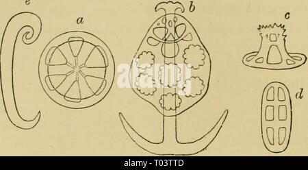 Elementare Lehrbuch der Zoologie, Allgemeiner Teil und Besonderer Teil: Protozoen, insecta. elementarytextbo 00 clau Jahr: 1892 J 70 ECHIXODEEMAl.*. Abb. 210.- Kalkhaltigen Körpern aus dem infp; rwment von Holothu - riaus. o, kalkhaltigen Räder von Chiroduta; Ich, Anker mit Trägerplatte der Synapta; c, Stuhl - hke Einrichtungen; d, Platten von Hulothuria impatlens; e, Haken von Chiroduta. abgeflacht ein mehr oder weniger erweiterte Oberfläche zu bilden. Die Cylin drical Form ist durch eine Dehnung oder Cue" 2 ii [Ilolothuroidea gewonnen) (Abb. 209), die runde Form durch eine Verkürzung der gleichen und die Penta-gonal Disk vom lat. Stockfoto