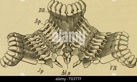 Elementare Lehrbuch der Zoologie, Allgemeiner Teil und Besonderer Teil: Protozoen, insecta. elementarytextbo 00 clau Jahr: 1892 Abb. 210.- Kalkhaltigen Körpern aus dem infp; rwment von Holothu - riaus. o, kalkhaltigen Räder von Chiroduta; Ich, Anker mit Trägerplatte der Synapta; c, Stuhl - hke Einrichtungen; d, Platten von Hulothuria impatlens; e, Haken von Chiroduta. abgeflacht ein mehr oder weniger erweiterte Oberfläche zu bilden. Die Cylin drical Form ist durch eine Dehnung oder Cue" 2 ii [Ilolothuroidea gewonnen) (Abb. 209), die runde Form durch eine Verkürzung der gleichen und die Penta-Gonal-CD von diesem Prozess wit Stockfoto