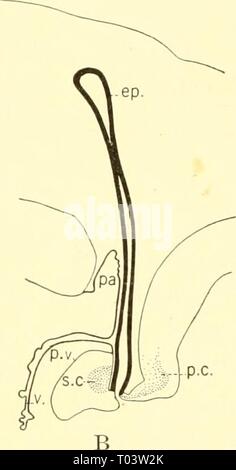 Die knorpelfischen Fische. elasmobranchfish 03 dani Jahr: 1934 Abb. 214. Stufen A und B in der Entwicklung der Epiphyse region Acanthios. (Von Minot.) Ep., Epiphyse, Pa., paraphysis; s. c, posterior Commissure; s. v., postvelar Arch; s. c, Superior commissure; v., velum. in Form und verjüngt sich. l) Bestätigung des Rückenmarks. Es ist aus diesem Segment, dass die meisten der Hirnnerven auftreten; alle in der Tat außer den ersten vier ihren Ursprung hier. INTEENAL ANSICHT DES GEHIRNS EINE Sagittalschnitt durch das Gehirn ol Scymnus (Abb. 213 b) zeigt innerhalb der medulla der großen Hohlraum des vierten Ventrikel. Stockfoto