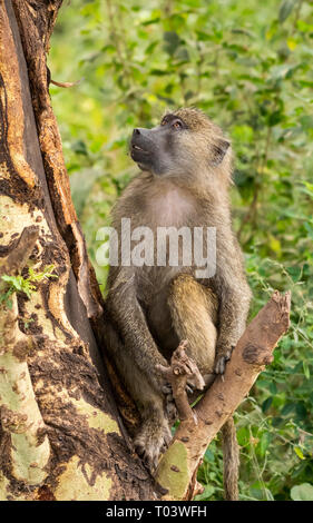 Weibliche Olive Baboon, Papio Anubis, im Lake Manyara Nationalpark, Tansania Stockfoto