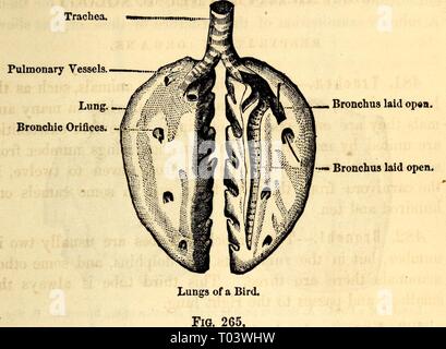 Elementare Anatomie und Physiologie: für Hochschulen, Akademien und anderen Schulen. elementaryanato 00 hitc Jahr: UND PHYSIOLOGIE 1869. Abb. 264. 271 Stockfoto