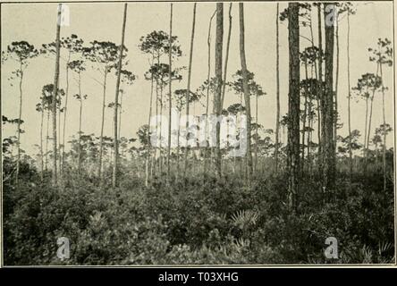 Ökonomische Botanik von Alabama. economicbotanyof 12 Harfe Jahr: 1913-1928. CONIFERAE 47 Abb. 4. Slash Kiefer in feuchten Sand Wohnungen mit immergrünen Buschig unter - Wachstum, eine halbe Meile südlich von Orange Beach S. O., Baldwin County, 13. Juni 1912. Referenzen: - Mattoon 3, Mohr 18. Wächst in der Regel in seichten Teichen, Sümpfen, außenstellen etc., gelegentlich aber in alten Feldern und über Länder mit vergleichsweise trockenen Boden, ein Umstand, der dazu geführt, dass einige Förster vor einer Generation, zu glauben, dass es nach der langen - Blatt war Austausch Kiefer. Während der gesamten Strecke es in Regionen mit viel Regen in Summe beschränkt ist Stockfoto