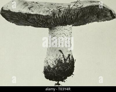 Essbaren und giftigen Pilze von Kanada. ediblepoisonousm 00 grov Jahr: 1979 Abbildung 384. Hebeloma sinapizans. 282 Stockfoto