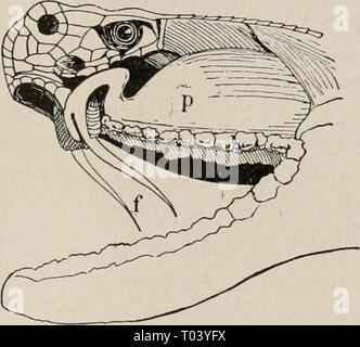 Elementare Lehrbuch der Zoologie und Entomologie. elementarytextbo 00 kell Jahr: [c1915] Schlangen, Echsen, Schildkröten und Krokodile 271 Ungeachtet der Tatsache, dass ein Bissen von einer dieser giftige Schlangen beweisen kann tödlich in sehr kurzer Zeit Menschen, die wirkliche Gefahr von diesen Schlangen ist nicht so groß, wie es scheint, für sie meist gesehen oder gehört und vermieden werden. Die Anzahl von Todesfällen aufgrund von Schlange beißt in den Vereinigten Staaten jedes Jahr ist wirklich sehr klein, durchschnittlich aber nur zwei jedes Jahr, es wird geschätzt wurde. Saugen das Blut und das Gift aus der Wunde oder Trinken lar Stockfoto
