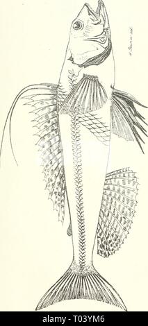 Essbare Fische und Krebstiere von New South Wales. ediblefishescrus 00 ogiluoft Jahr: 1893 Stockfoto