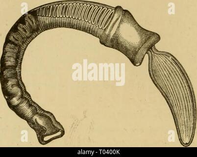 Elementare Lehrbuch der Zoologie, Allgemeiner Teil und Besonderer Teil: Protozoen, insecta. elementarytextbo 00 clau Jahr: 1892 300 ENTEnOPNEFSTA. Schwein. 241.- junge Balanoglotmt, stark mngnifled. boscis, die zahlreichen branchial Schlitze arc sichtbar. eine Affinität zu den Tunicnta durch den Modus der Atmung. Diese in-teresting Wurm wurde durch Delle Chiaje entdeckt, und seine Organisation und Entwicklung kürzlich durch Al untersucht worden. Agassiz und Kowalevski [mehr vor Kurzem von Bateson, F. J. Mic. Sci. 1884] (Abb. 241). Die inte-ruhenden Punkt über dieses Formular wird die Struktur der Larve, die Ren Stockfoto