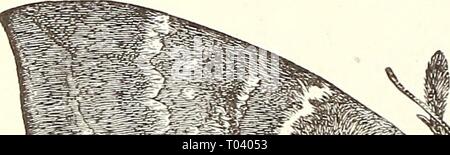 Ökonomische Entomologie für den Landwirt. . Economicentomolo 00 Smit 0 Jahr: 1896 Larven der io-Motte. Stockfoto