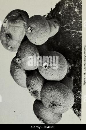 Essbaren und giftigen Pilze von Kanada. ediblepoisonousm 00 grov Jahr: 1979 293 Stockfoto