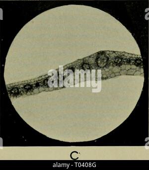 Auswirkungen der Strahlen von radium auf Pflanzen. effectsofraysofr 1908 gage Jahr: 1908 Stockfoto