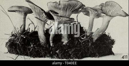 Essbaren und giftigen Pilze von Kanada. ediblepoisonousm 00 grov Jahr: 1979 Stockfoto