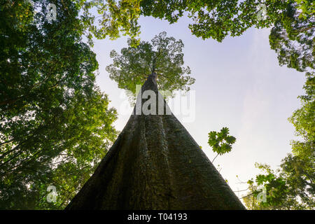 Green Planet und liebe Schutzkonzept, Pflege und Fürsorge Stockfoto