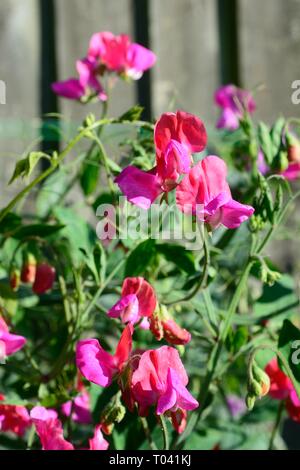 Pretty Pink Sweet pea Werk in voller Blüte, England, UK. Stockfoto