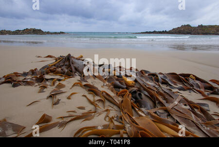 Seetang oder Algen bis auf einem entfernten Tasmanien Strand gespült. Kelp ist hoch in Jod und Alkalien. Kelp ist in der Produktion von Lebensmitteln, Düngemittel, Seife, Glas Stockfoto