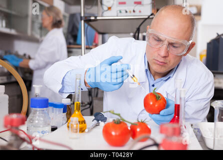 Professionelle Genetiker im Labor arbeiten, Zusatzstoffe in Tomaten Injektion während der Experimente mit gentechnisch verändertem Gemüse Stockfoto