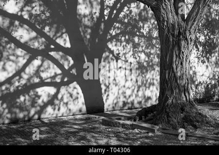 Prag - die Schatten der Akazien für die Wand der Kapuziner Kloster. Stockfoto