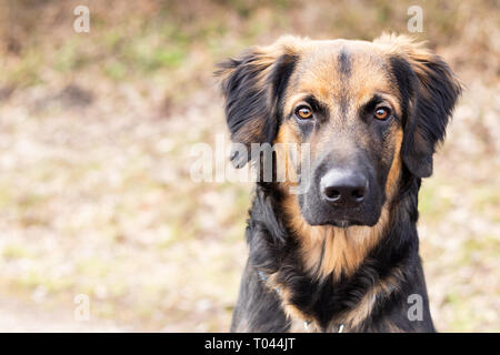 Wer die Hunde aus Stockfoto