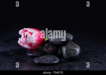 Zen Steine mit Tulpe Blume Stockfoto