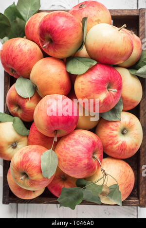 Rote Äpfel in Holzkiste. Bio rote Äpfel mit Blättern auf weißem Holz- Hintergrund, Ansicht von oben. Stockfoto