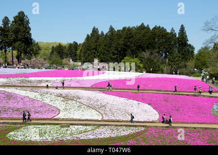 SAITAMA JAPAN - Apr 28, 2017: Rosa Moss (Shibazakura, Phlox subulata) Blüte an Hitsujiyama Park in der Präfektur Saitama, Kanto, Japan. Dies ist die Stockfoto