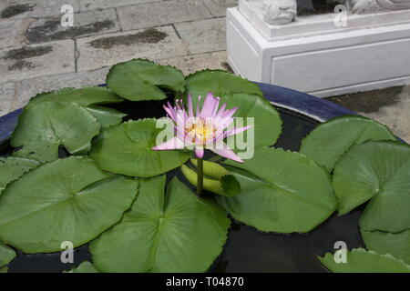 Wasser Lilly in der buddhistischen Tempel Stockfoto