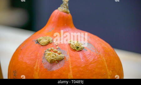 Eine orange Kürbis auf dem Tisch mit gelben Flecken auf der Haut des Kürbis Stockfoto