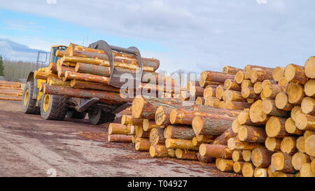 Die Protokolle auf dem Greifer des Waldes Lastwagen von den Pinien im Wald im Sägewerk Stockfoto