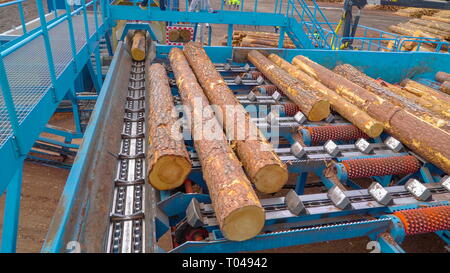 Protokolle werden nacheinander auf dem Sägewerk Maschine erhalten in Processing Area übertragen Stockfoto