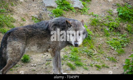 Einen großen schwarzen Hund zu Fuß auf den Berg, um den Bereich Stockfoto