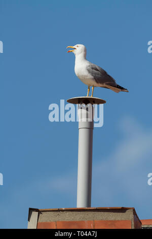 Yellow-legged Gull (Larus michahellis), thront auf einer gefälschten Schornstein. Barcelona. Katalonien. Spanien. Stockfoto