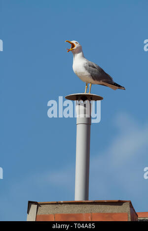 Yellow-legged Gull (Larus michahellis), thront auf einer gefälschten Schornstein. Barcelona. Katalonien. Spanien. Stockfoto