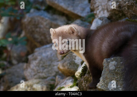 Steinmarder (Martes foina) Portrait. Pyrenäen. Katalonien. Spanien. Gefangen. Stockfoto