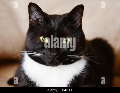 Schwarze Katze Alter 5 Jahre auf der Couch Stockfoto