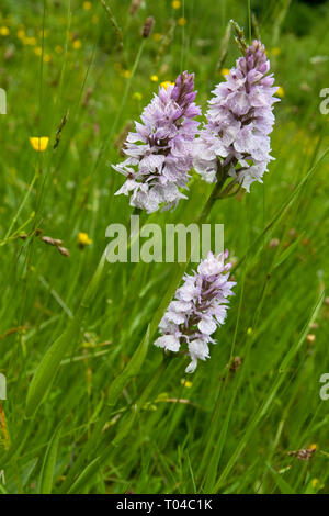 Gruppe von drei Heide getupft Orchidee im grünen Gras Stockfoto