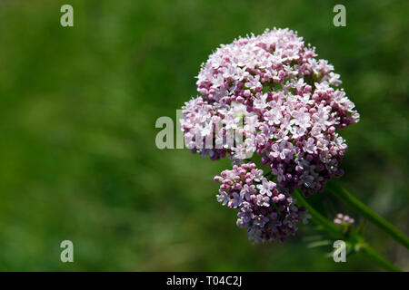 In der Nähe von Valeriana officinalis an einem sonnigen Tag Stockfoto