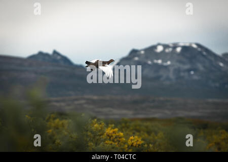 Ptarmigan im Flug mit Bergen im Hintergrund, Northern British Columbia, Kanada Stockfoto