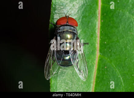 Makrofotografie der Schmeißfliege auf grünem Blatt Stockfoto