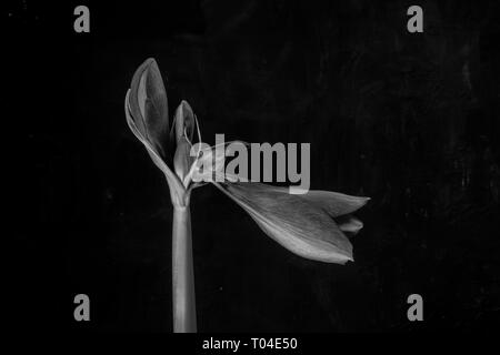 Amaryllis-Birne rote Blütenknospe beginnt zu blühen vor schwarzem Hintergrund in Schwarzweiß Stockfoto