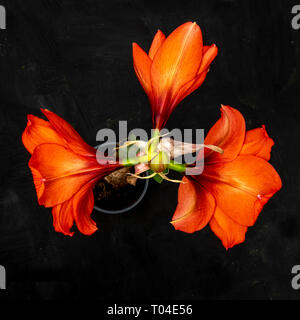 Amaryllis-Birne fa rote Blütenknospen beginnen zu blühen vor schwarzem Hintergrund Stockfoto