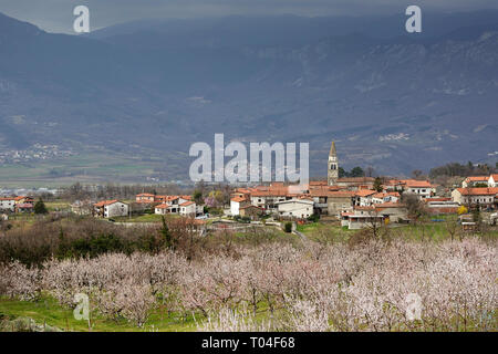 Aprikosen blühen und ein traditionelles Dorf im Vipava-tal, Slowenien Stockfoto